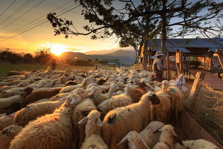 В РФ создадут целевую программу поддержки овцеводства